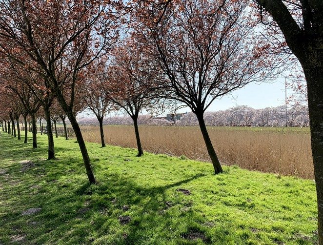 gran canariastraat almere bloesem