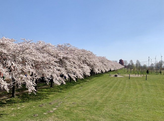 grasveld met bloesembomen almere