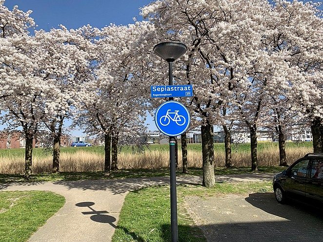 sepiastraat bloesem almere