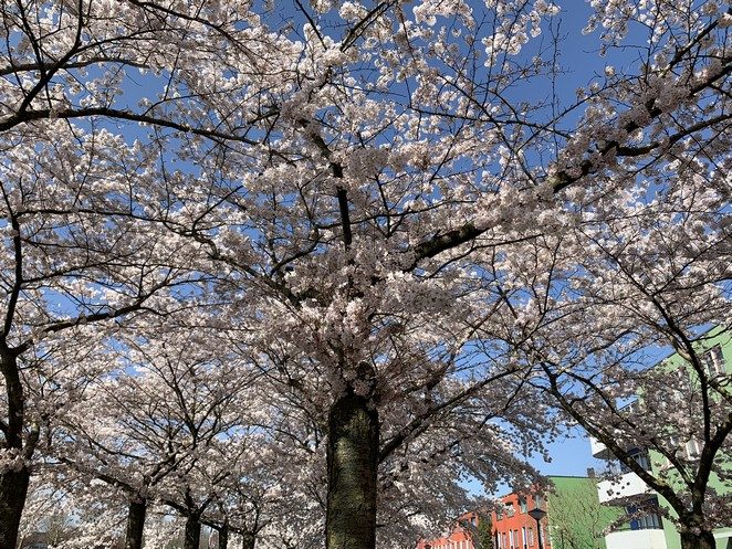 sakura almere