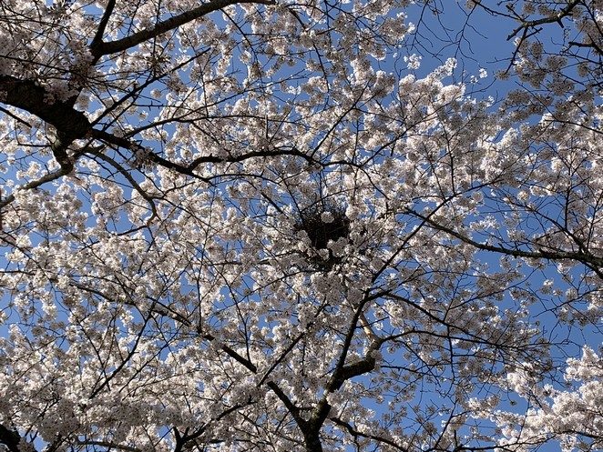 vogelnest bloesem