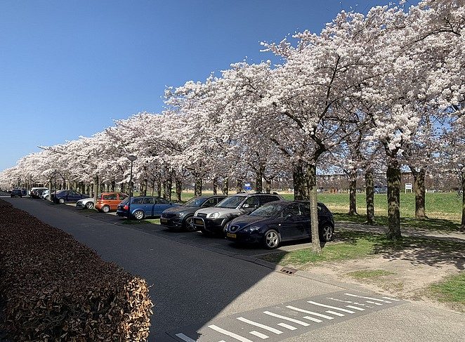 waar is de bloesemstraat in almere