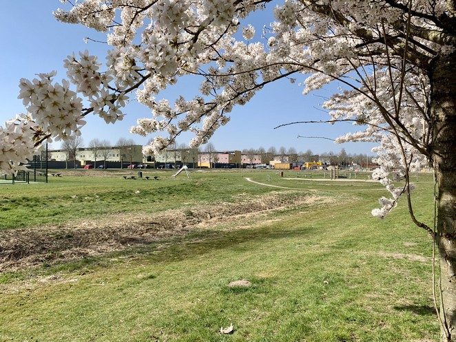 regenboogbuurt grasveld