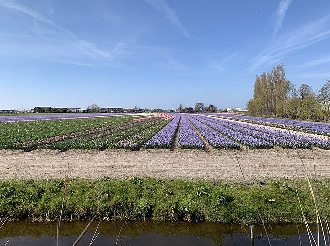 bloemenvelden-bij-voorhout