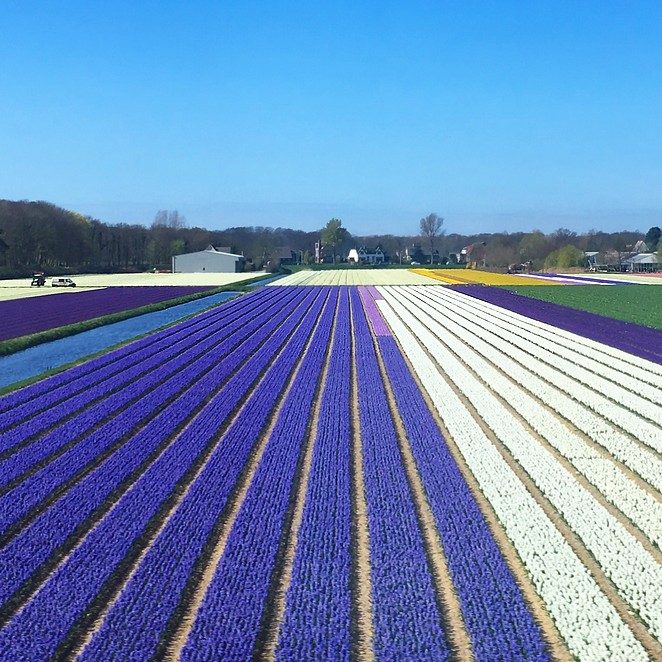 bollenvelden-bezoeken-in-nederland