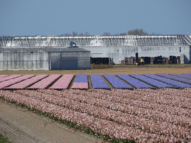 fietsroute hyacinten