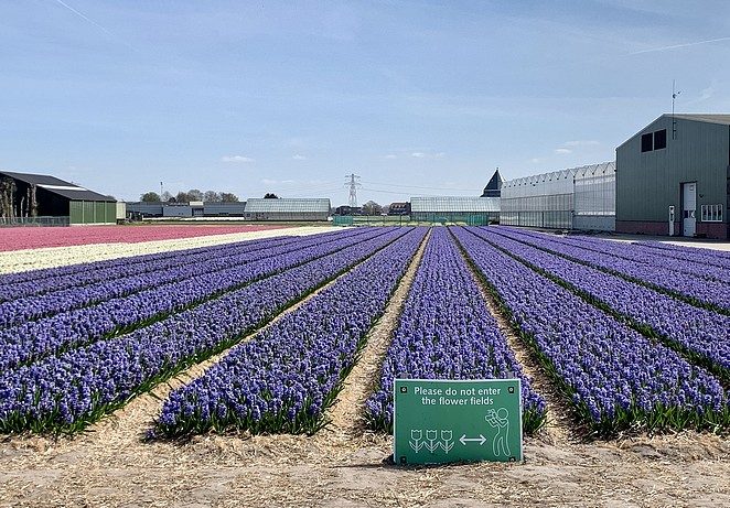 flowerfields no entrance