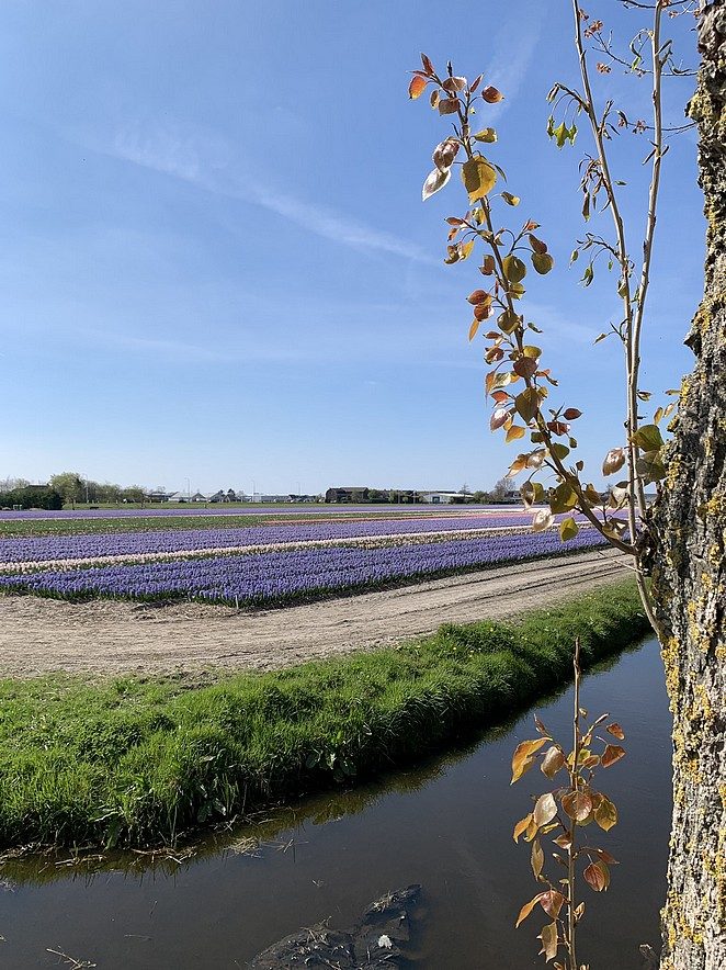 hyacintenvelden bij sassenheim