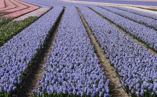 hyacintenvelden bollenstreek