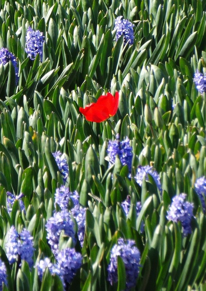rode tulp hyacintenveld