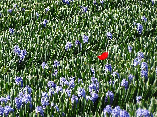 rode tulp tussen hyacinten