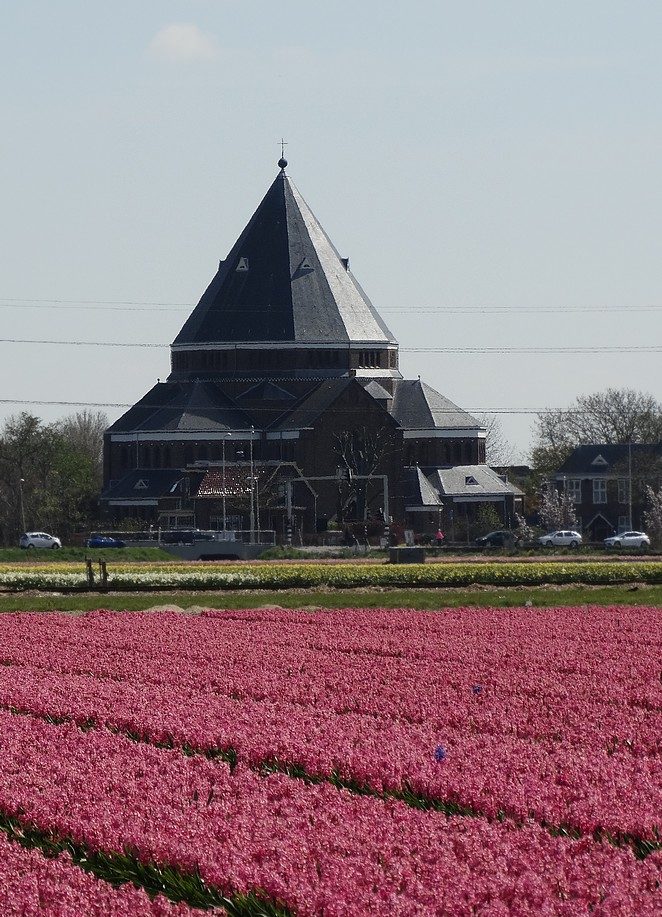roze hyacinten engelbewaarderskerk