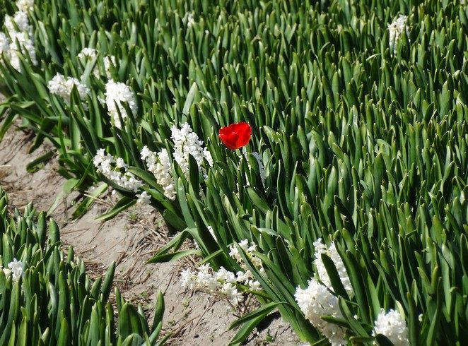 tulp tussen hyacinten