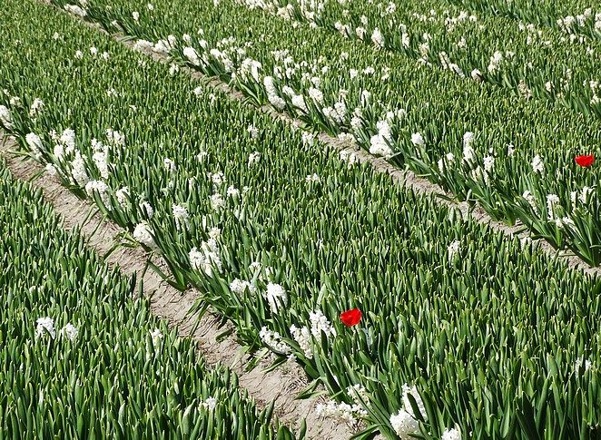 witte hyacinten april