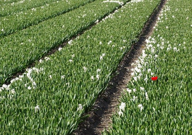 witte hyacinten uitgebloeid