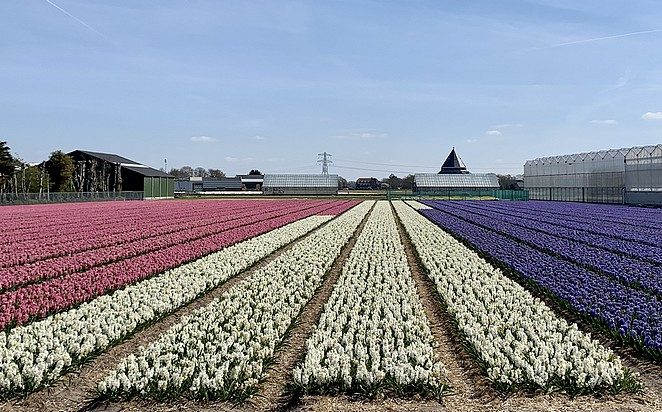 witte hyacinten veld