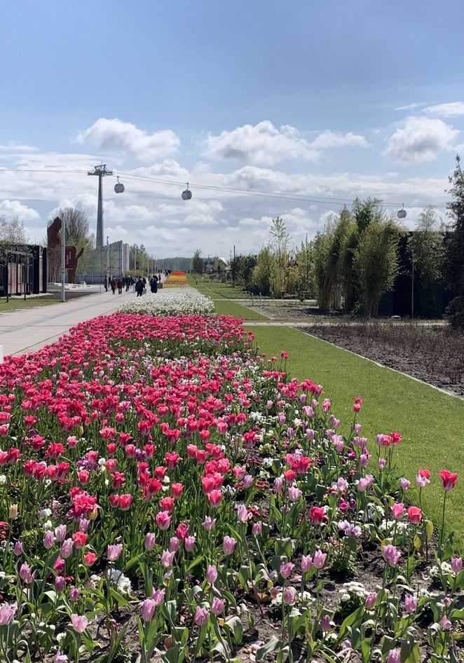 hortus-avenue-tulpen