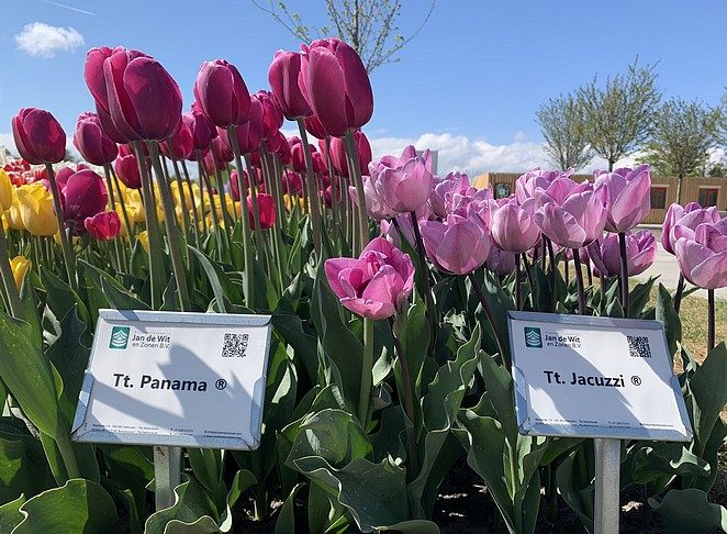 tulp-panama-tulp-jacuzzi