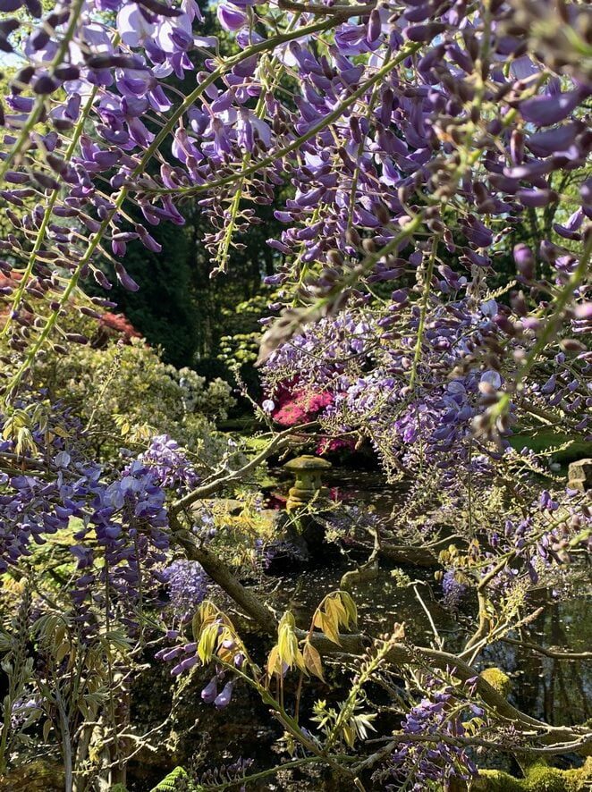 blauwe-regen-japanse-tuin