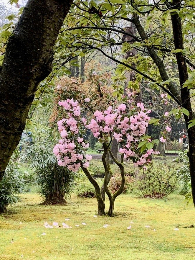bloesem japanse tuin