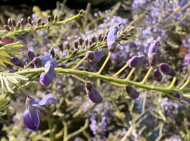 japanse tuin blauwe regen