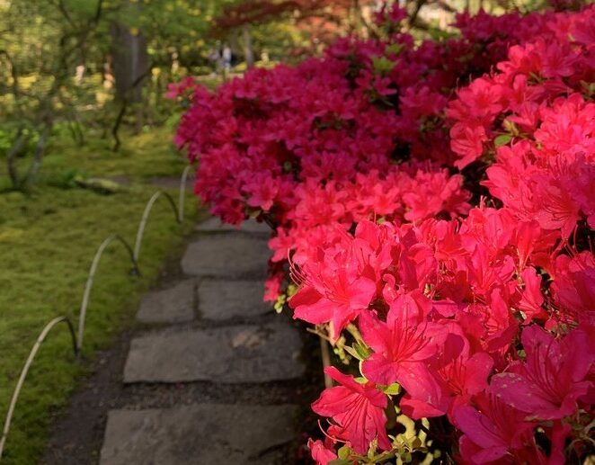 japanse-tuin-bloei