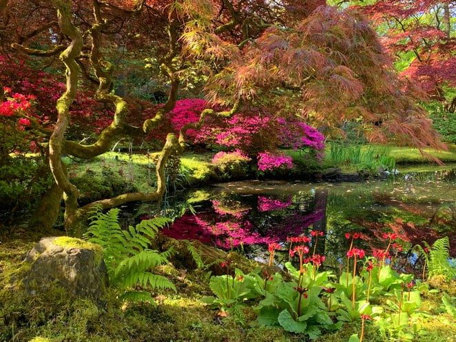 japanse-tuin-in-bloei