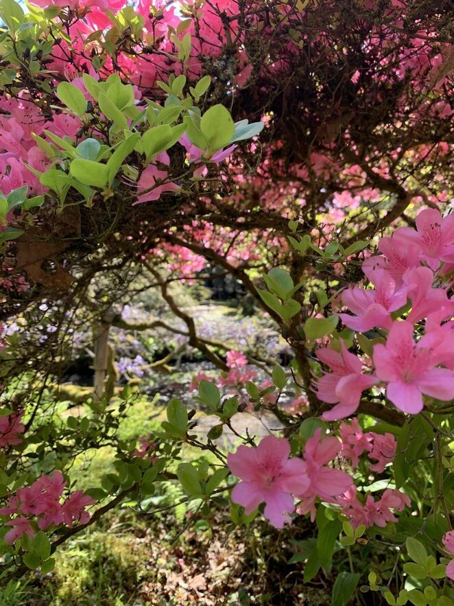 japanse tuin lente 2024