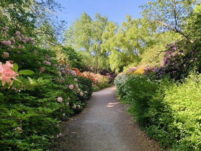 rododendrons clingendael