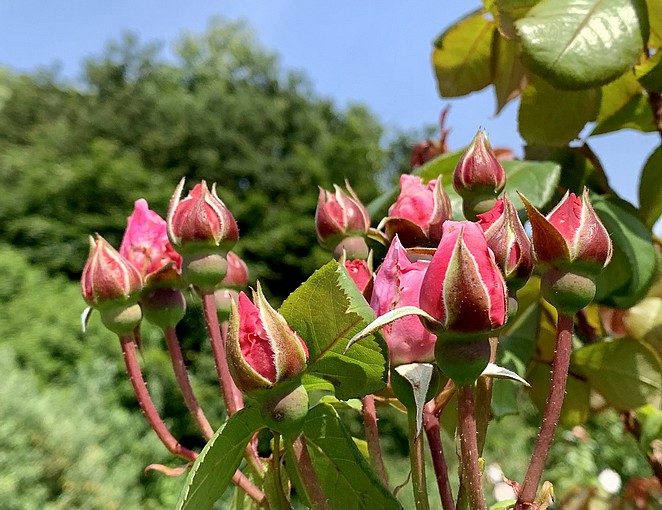 bloeitijd rozen