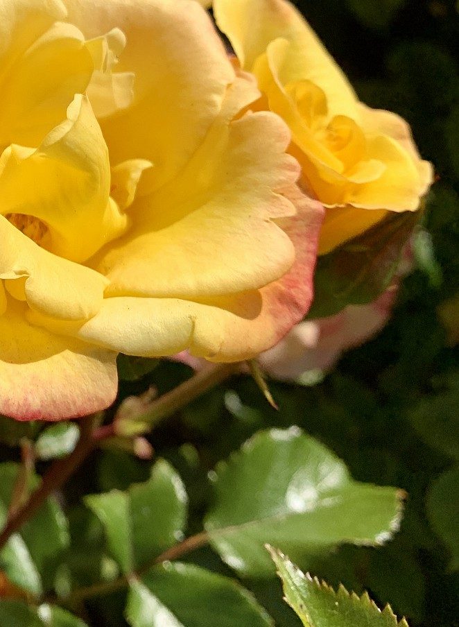 gele roos