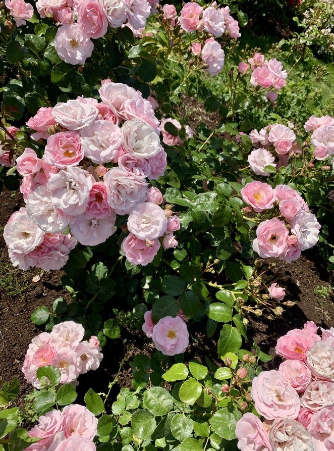 lichtroze rozen