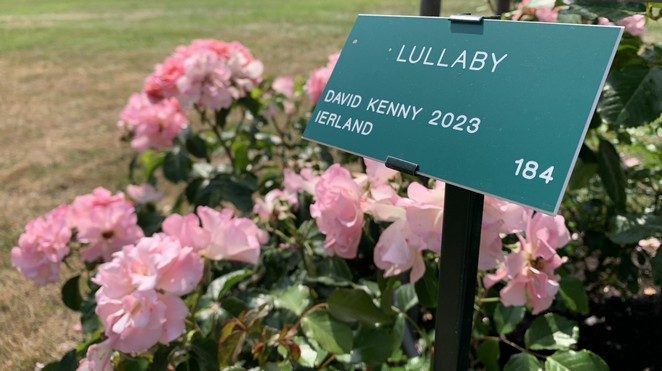 lullaby roos