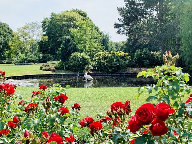 rode rozen westbroekpark