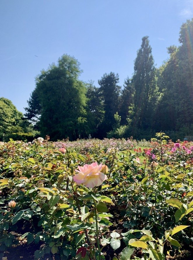 roos westbroekpark
