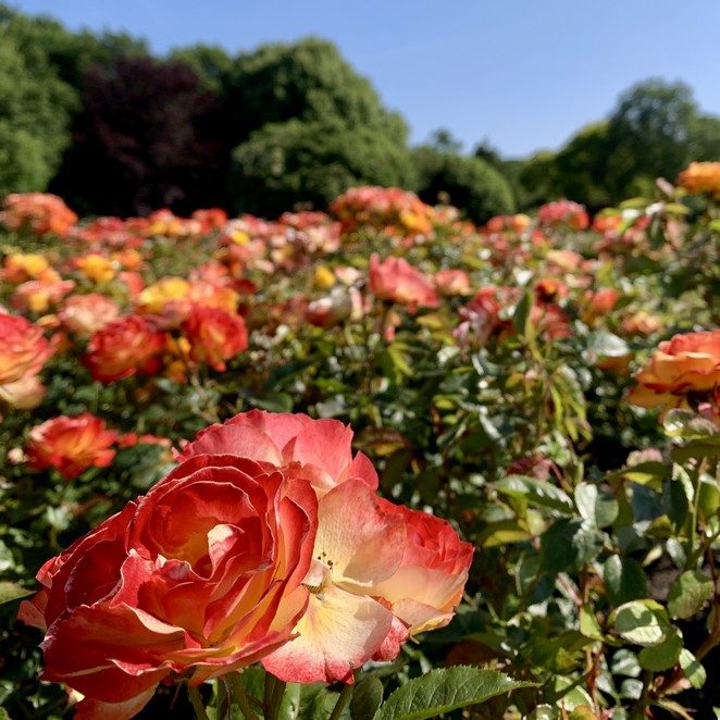 rozen westbroekpark 2025