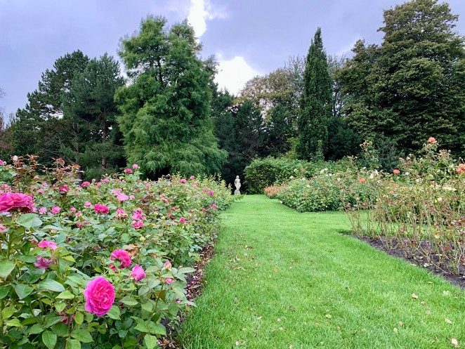 rozen westbroekpark eind augustus