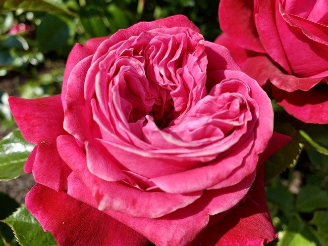 rozenconcours westbroekpark