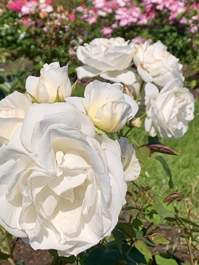 witte roos velle boudolf