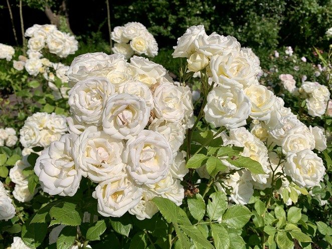 witte rozen