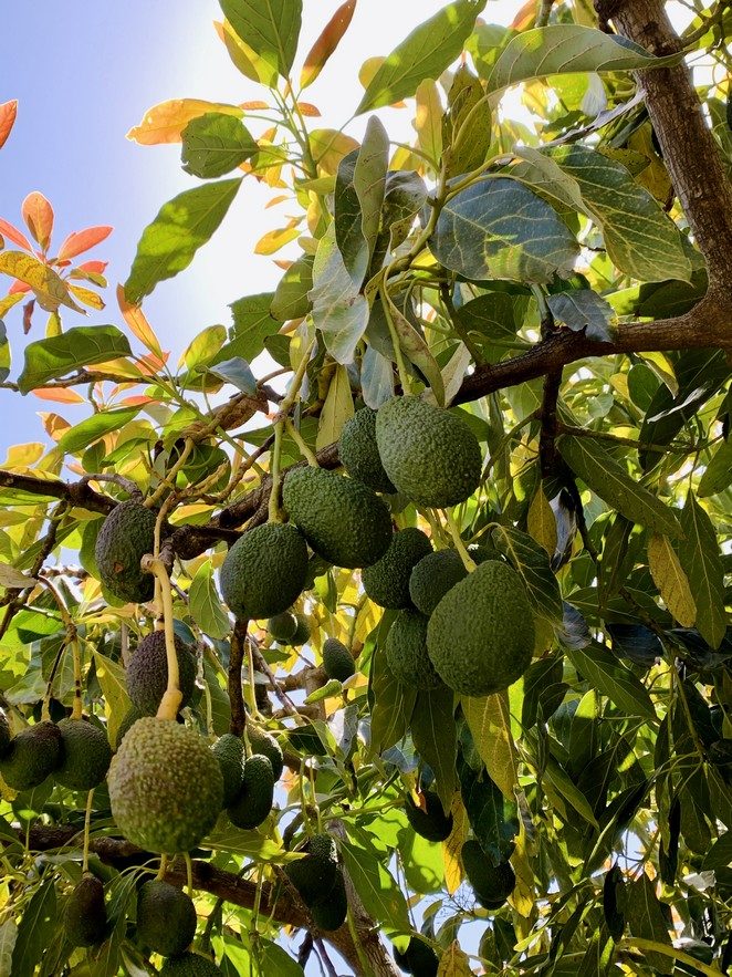 costa tropical avocados