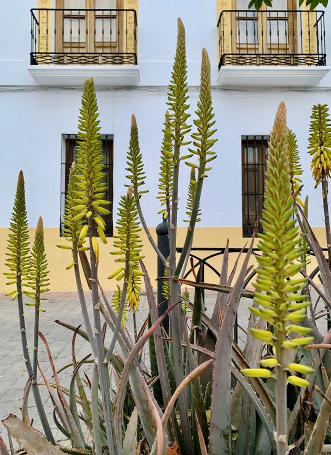 plaza-del-ayuntamiento