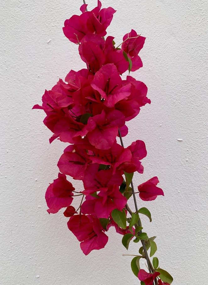 salobrena-bougainville